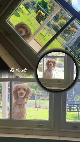 Stella the creep  #poodlelover #poodlesoftiktok💙💛🐩 