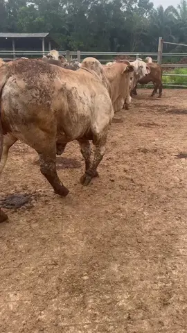 #steer #bulls 