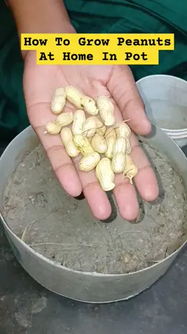 How to grow peanuts at home in pot