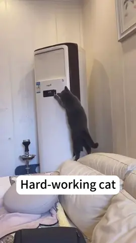 Cat can help people do lot of things part 2#catsoftiktok #fyp #🤣🤣😂😂 #🐈‍⬛ #usa🇺🇸 