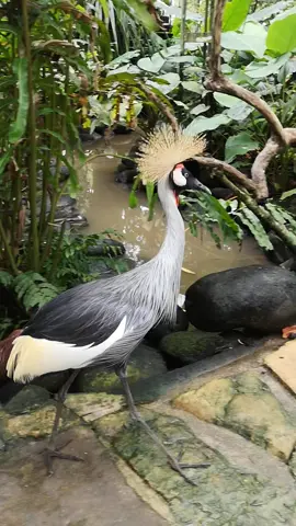 Grey crowned crane in the Bali Bird Park, 2023 #greycrownedcrane #crane #birdpark #balibirdpark #венценосныйжуравль #birds #bird #ptak #żuraw #паркптиц #derek #kran #grue #gru #grua #pajaro #burung #vogel #uccello #oiseau #птица 