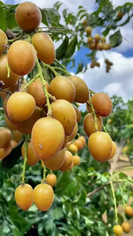 Trending TikTok Challenges #foryou, #trending, #viral, #comedy, #fruit 