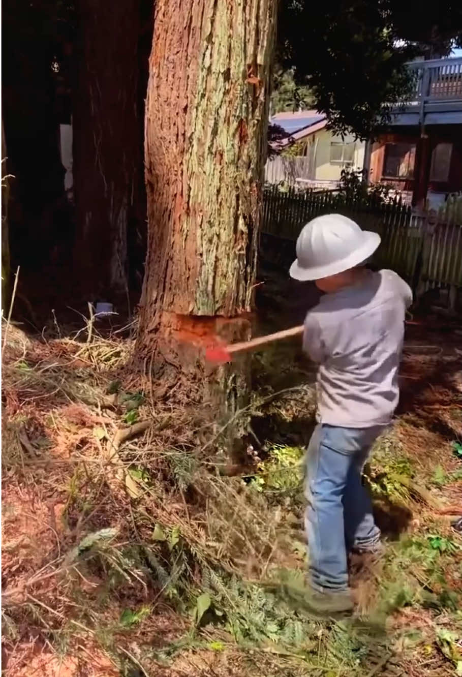Little lumberjack.#oddlysatisfying #satisfying #tree #giant #asmr #fyp #foryou #tiktok 