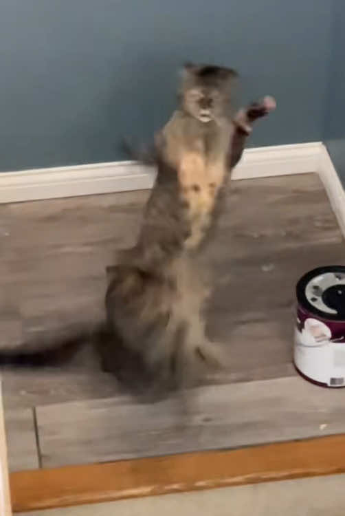 Cat WWE 🥊 (Wonderful KO)#funnyvideos #pet #fyp #catsoftiktok #cute #foyou #funnyvideo #fyppppppppppppppppppppppp #WWE #UFC 