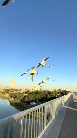 أهل بغداد #جسر_الجادرية #الجادريه #بغداد #الجادرية #جامعه_بغداد #النوارس🕊 #العراق 