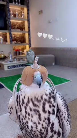 #شرشاب 