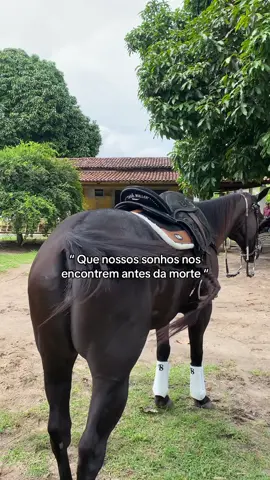 🧏🏽‍♂️🧏🏽‍♂️#cavalo #vaquejada 