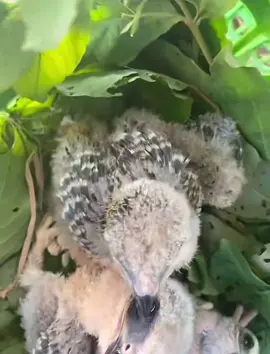 ចងបាតឆាតមក#ស្ទាំងកណ្ដុរ❤️🦅🇰🇭 