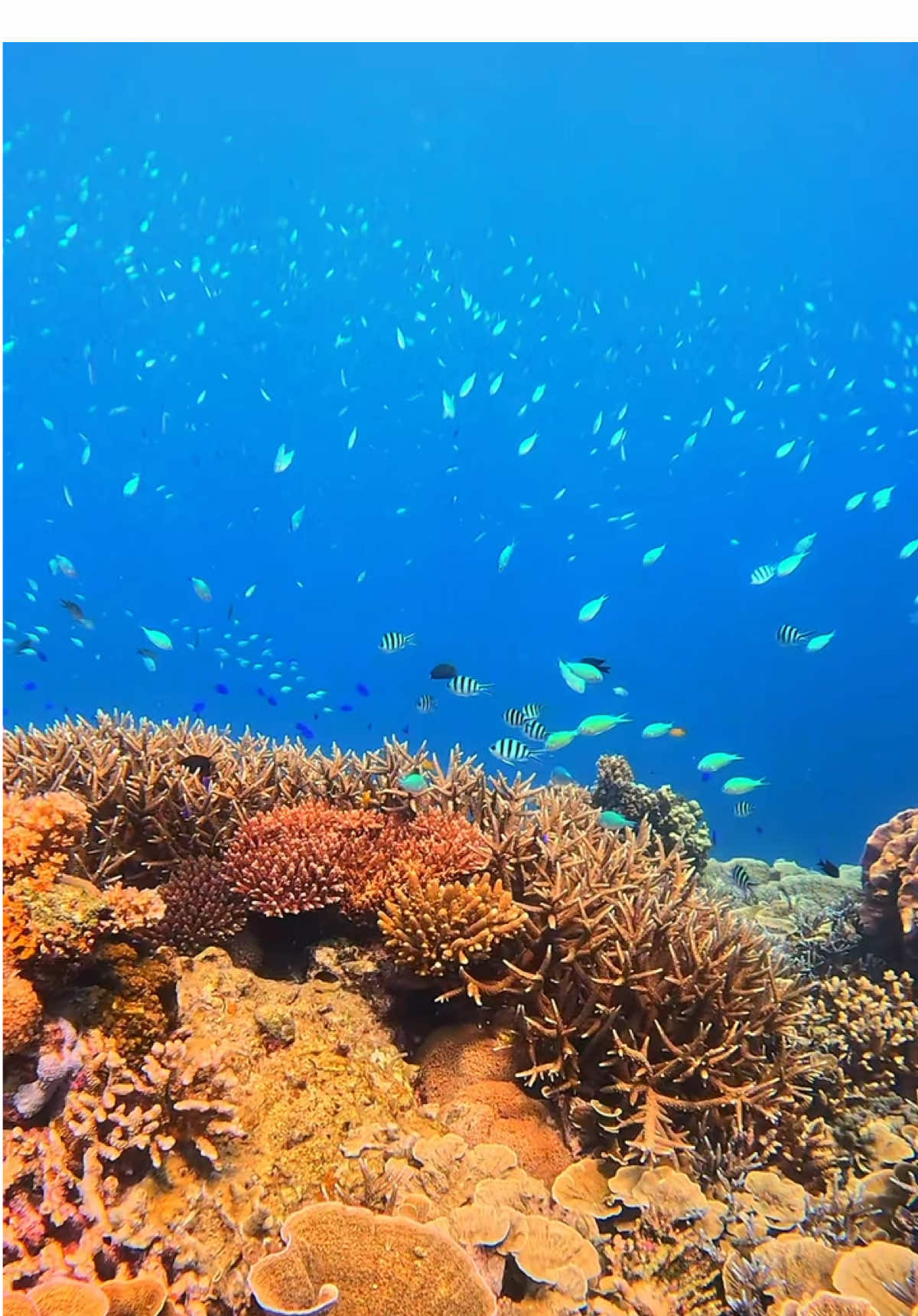 Just when you think you’ve seen it all, the sea proves you wrong in the best way. Beneath the still surface of Pulau Gelang lies a world of color: coral gardens glowing in pinks, purples, and gold. Unexpected. Undisturbed. Unbelievably alive. Cr/ig: @jejakiki 📍Pulau Gelang, Karimunjawa, #WonderfulIndonesia #Karimunjawa #HiddenParadise #CoralWonder