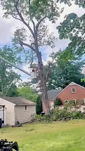 Dangerous lumberjack #satisfying #tree #oddlysatisfying #giant #asmr #fyp 