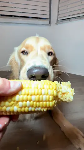 A dog with a mohawk eating corn on the cob #usa #asmr #asmrsounds #asmrfood #whiskey #dogsoftiktok #goldenretriever #asmrfood #mukbang 