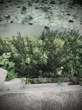 “每个人都会犯错误，重要的是我们是选择改正错误还是任其发展。” “Ai cũng từng sai, quan trọng là ta chọn cách sửa sai hay bỏ mặc nó lớn lên.”