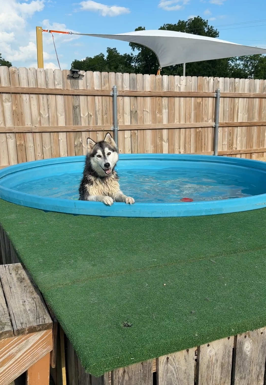 Husky + pool + feeding time = a good time! #husky #doggydaycare #dogboarding #dogsoftiktok #pool #livingmybestlife @bones&bellyrubs 