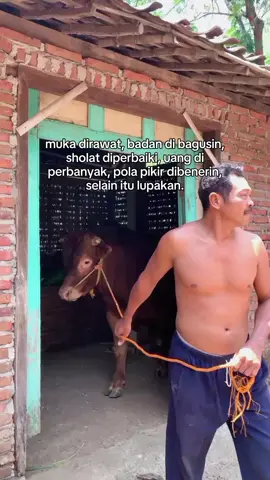 #blantiksapi #swstorywa #petenakmuda #petenaksapiindonesia #bakolsapi #juragansapi #fyp 