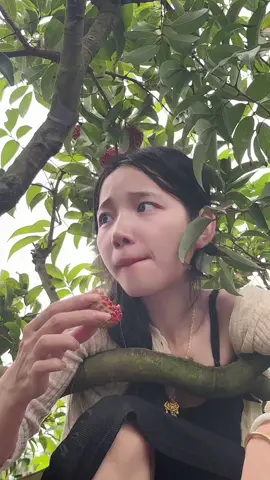 #xuhuong #gaixinh #thinhhanh #vairal #gaixinhtiktok #cute #trending #girl #thinhhanhtiktok #vairalvideo #videoviral #video #vaithieu Kỷ niệm mùa vải thiều năm nay 