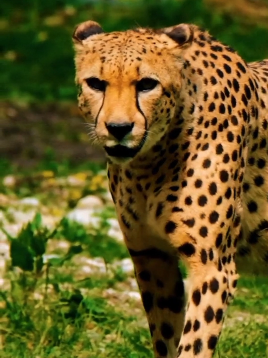 Voici les 5 animaux les plus rapides de la planète. #lesaviezvous #animaux #rapide #vitesse #decouverte #top5 #antilope #espadonvoilier #guépard #aigleroyal #fauconpèlerin #videoviral #fyp #histoire #leçon #dismoua 