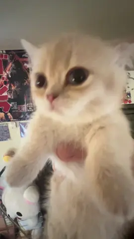 u can pinpoint the exact second it happens #fypppppppppppppppppppppppppppppp #doobscoobgoob #catsoftiktok #kitten #fypシ゚viral 