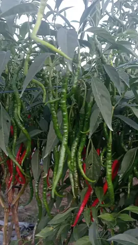cabe merah keriting menuju panen ke 8#kebun #petaniindonesia🇮🇩🇮🇩🇮🇩🌿🌿 #petanimuda #cabai #bibitcabai #cmk #fyp 