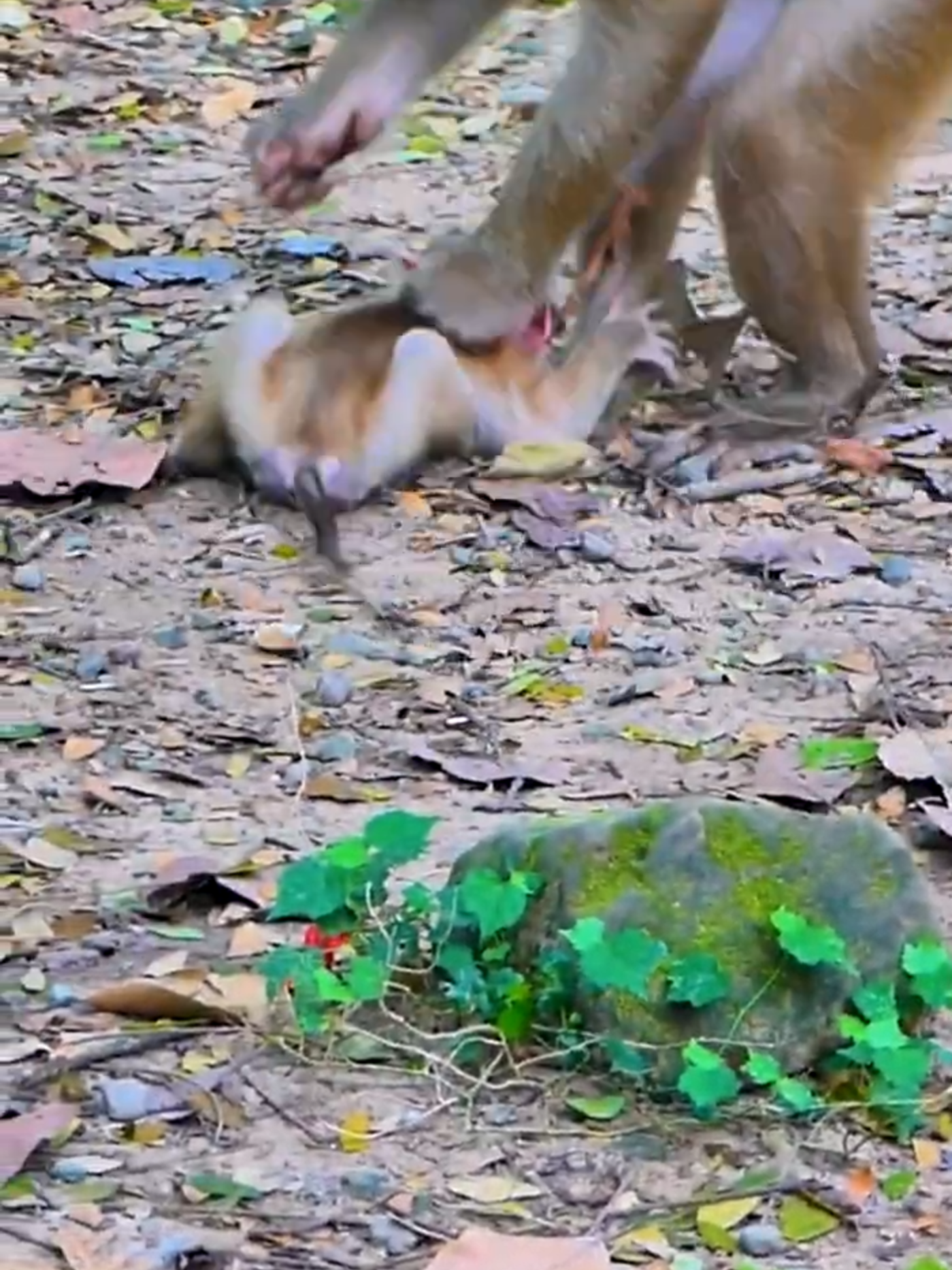 Hak_Han_MDJ_Enjoy_Watching_Abandon_Baby_Monkey_-_Daily_Wildlife_Monkey(9)#monkeyking