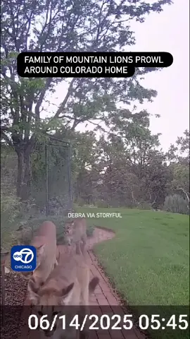 A pride of mountain lions prowled around home in La Plata County, Colorado, footage from June 14 shows. This footage shows the animals captured on security camera wandering around the property before being filmed scoping out the back yard of the home. Speaking to Storyful, Debra, who captured the footage, said her property is located near a “highway” for wildlife in the area, particularly bears and mountain lions. According to Colorado Parks and Wildlife, cougars are most abundant in foothills and canyons. “It’s a reminder that these big cats are always present in our mountain town,” they said. #news #animals #mountainlions #colorado