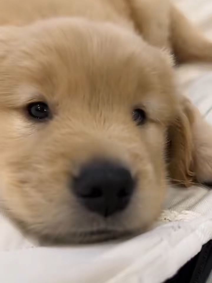 Golden Retriever Puppies Doing the Funniest Things  #dognation #dogstory #dogsoftiktok #dogsoftiktokviral #goldenretrieversoftiktok #cutegoldenretriever #pets #goldenretriever #goldenretrieverpuppies #goldenretrieverpuppy #cutepet #adorable #doglover #funnypets