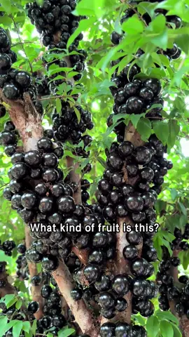 What kind of fruit is this#popular 