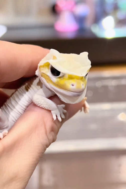 “Cute gecko”#fyp #foryou #tiktok #cute #animals #gecko #pet 