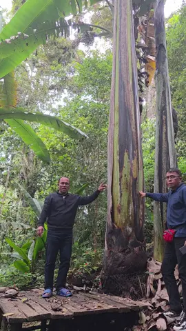 POOHON PISANG TERBESAR