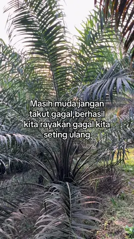 #sawit #sawitriau #sawitontiktok #kulisawit #petanisawit 