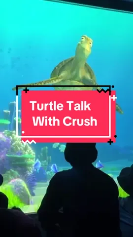 Turtle Talk With Crush  #turtletalkwithcrush #turtletalk #disneyparks #findingnemo #disneytiktok 