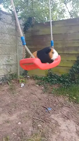 guinea pig swinging in the backyard #swinging #swinginginthebackyard #outdoor #fyp #fyp #fyp #fyp 