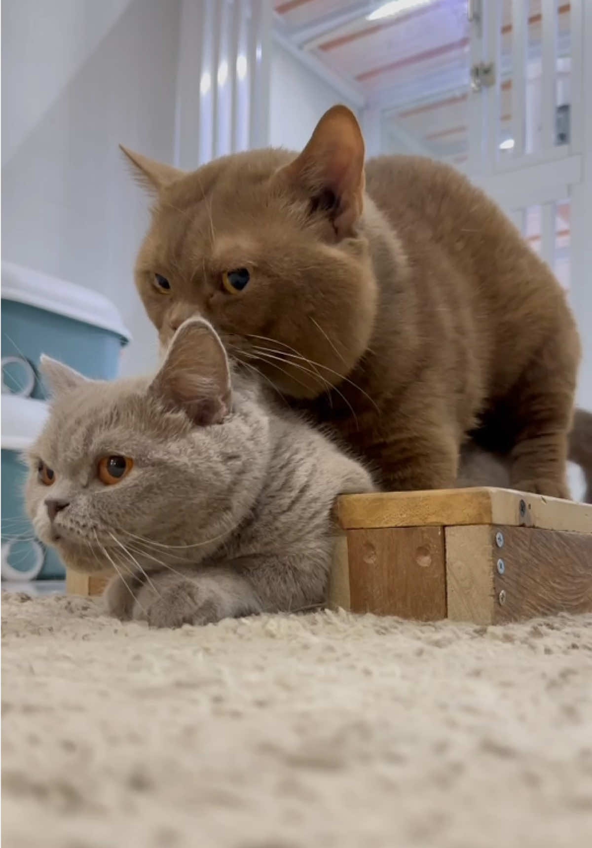 Teriak teriakan kayak di apain aja si Minion sama Beo 😸 #kucingkawin #kucing #fypシ #munckhin #bshbicolor #bshcinnamon #bshcinnamon #kucingkawin #bsh #kucingcebol #munckhinbsh #cat 
