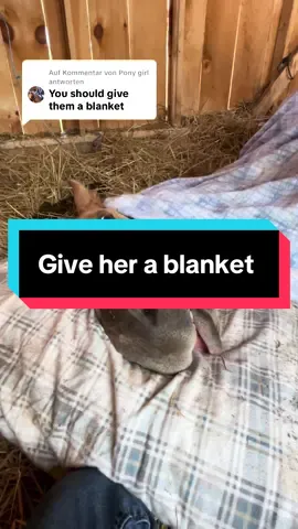 Antwort auf @Pony girl there ya go, here is her blanket ❤️ #horse #horses #pony #filly #comfy #pillow #blanket #snooze #cute #cuteness #cutebaby #cuteanimals #equestrian #fypシ 