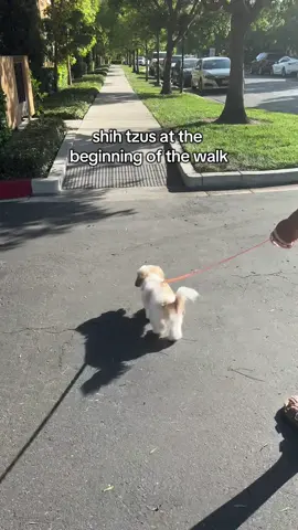 I thought getting a dog would mean more exercise… little did I know, I can barely get her to the first stop sign. #puppy #malshi #pets #dog #dogsoftiktok #puppytiktok #shihtzu 