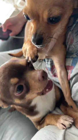 @zelda get your paw out my eye 🐶  #chihuahuastiktok #chihuahua #dogsoftiktok #fyp #foryoupage 