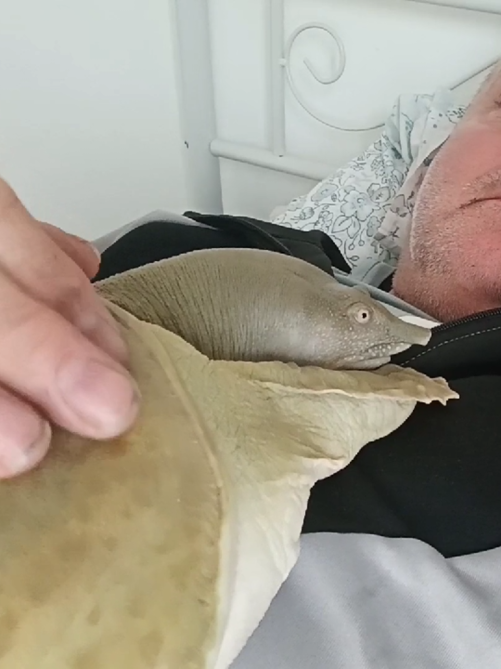 As I'm having 2 days away, I've made sure to give Barry extra attention over this last week, he's been especially clingy, I think he senses ill not be there, not missed a day seeing him in 10 year's#chinesesoftshell #theamazingworldofgumball 
