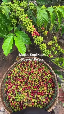 gilahhh Puk payah #petanikopi #buahkopi  #kebunkopi #kawe #berandatiktok 