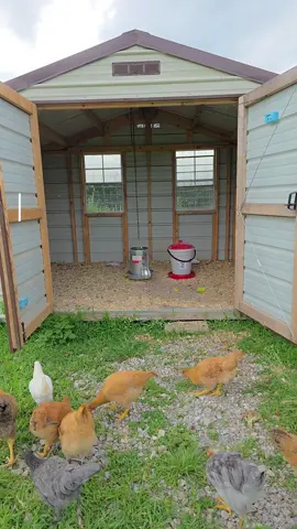 I slept in a little bit this morning, so some late morning chores it is 🫶🏼 #chickensoftiktok #chores #fyp #sahmlife #MomsofTikTok #homestead #fypシ #trending 