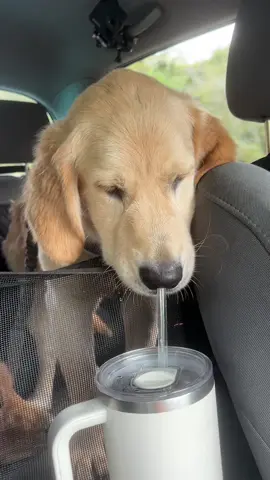 how the heck do ppl use these things?? #goldenretrieverpuppy #funnydogvideos #cutedogsoftiktok #goldenretrieversoftiktok #dogmom #dogsdoingthings 