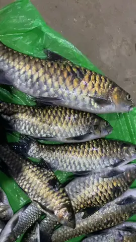 WKWK😅#ikanmahseer                                #ikansungai #fyp 