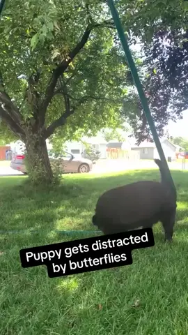 The Butterfly Effect 🦋 #dog #dogsofinstagram #butterfly #distracted #cute #cutie - - - 🎥:Gabriela Muro