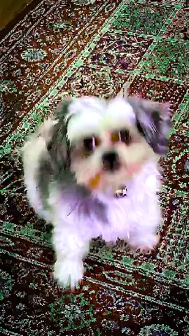 lil Simon wants to dance 