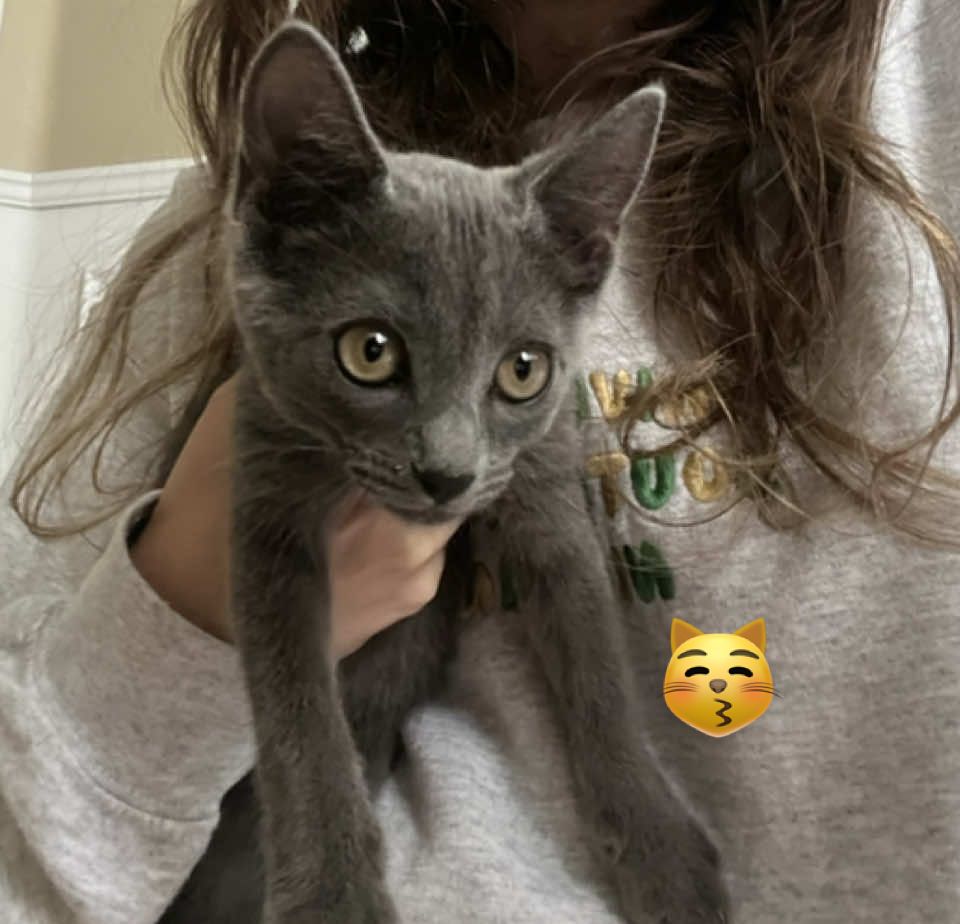 this trend is so cute plz keep showing me ur pet cats!! #fyp #cats #babykitten #cute 