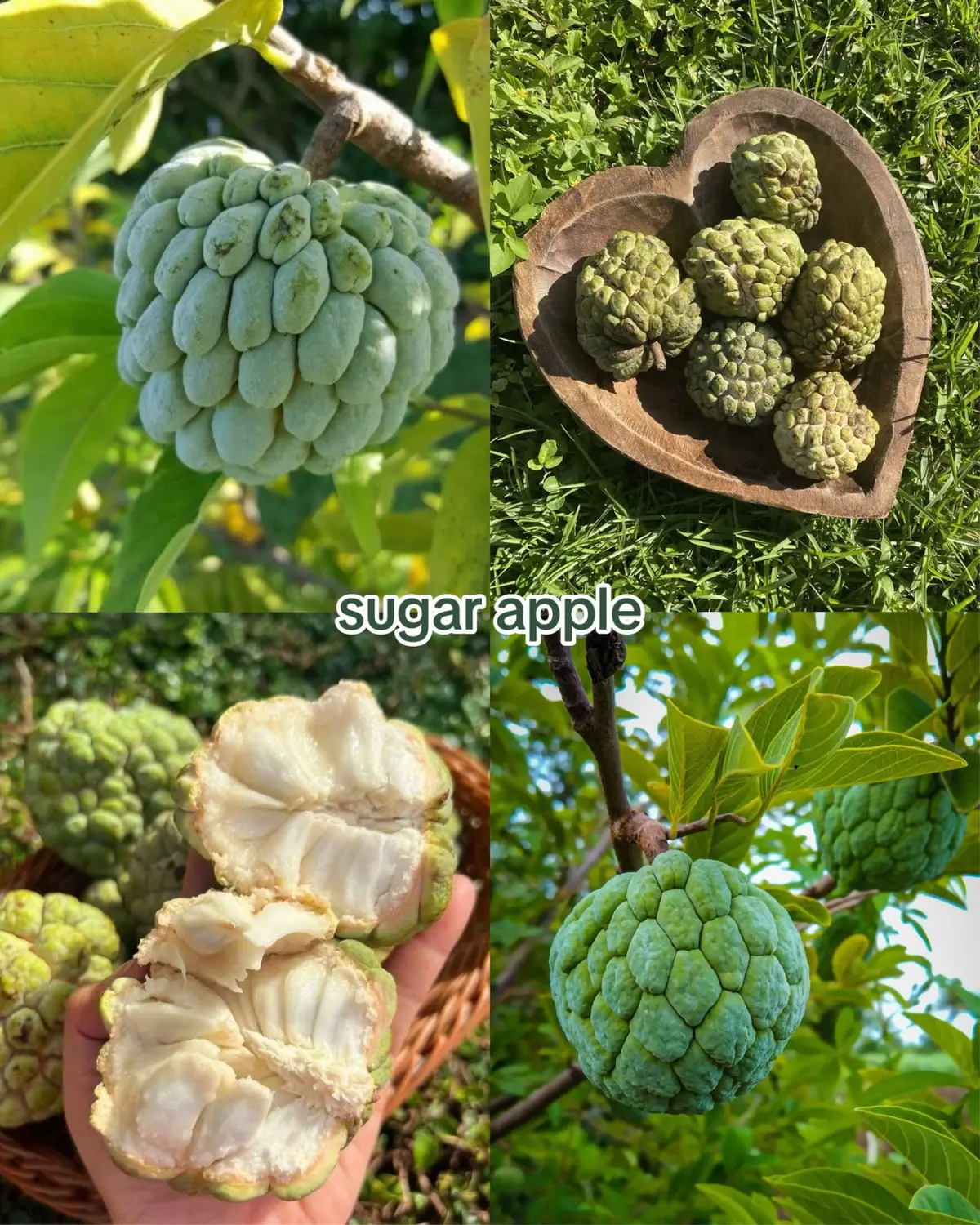#roblox #growagarden #fruit #seeds #fyp #foryoupage #foryou #viral #xyzbca 