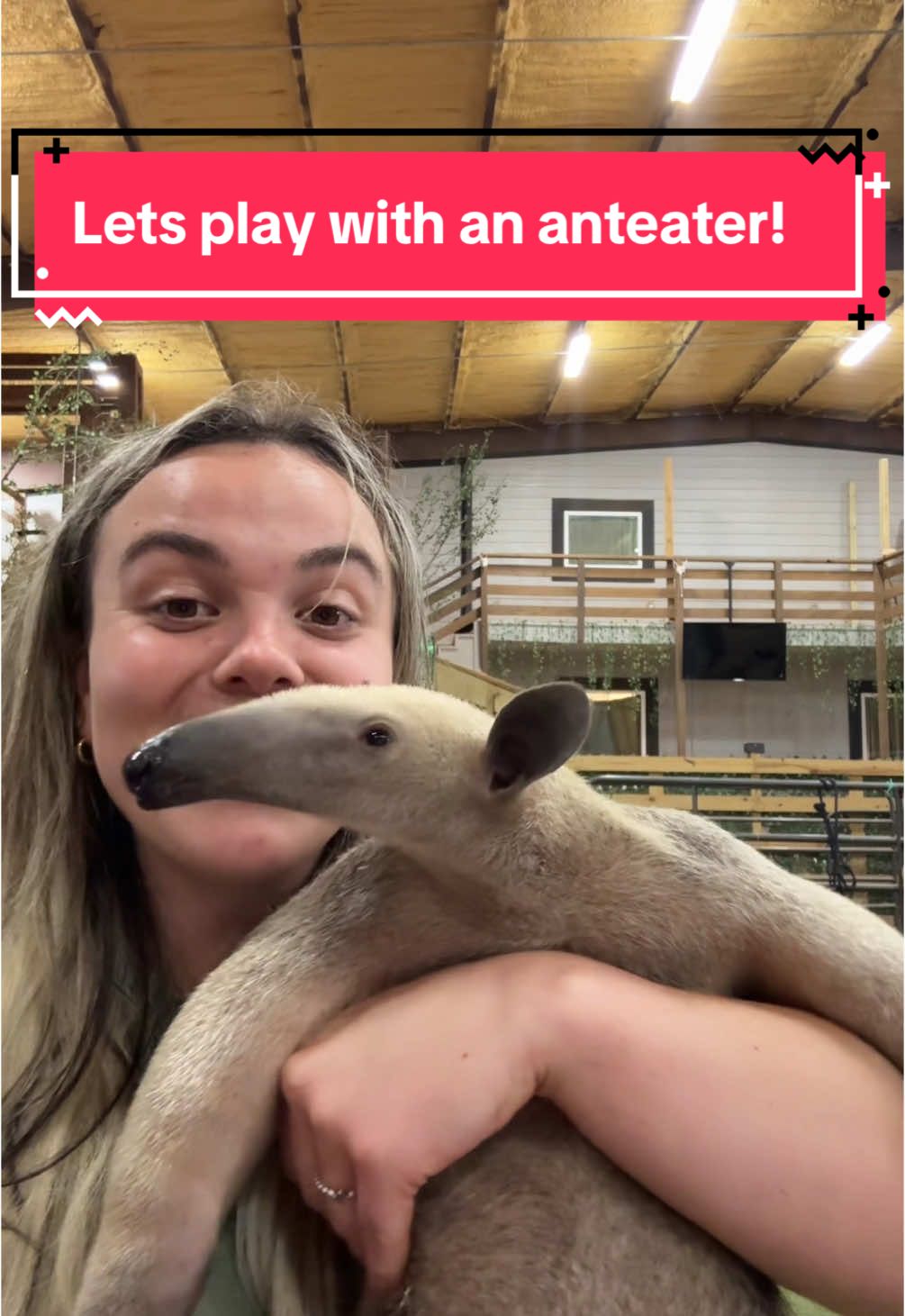Let’s play with my anteater! #animal #animals #cute #anteater #exotic #exotic #animals 