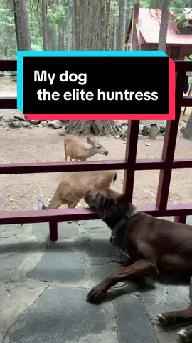 Renegade: certified good girl, questionable hunting dog. 🤣 She spotted the deer. Calculated her next move. And decided… nah. Porch life is 👌. 🎯 0% chase 💅 100% vibe 🐾 1,000% unbothered queen energy #HuntingDogFail #PorchPotato #RenegadeTheGoodDog #DogLife #DeerWatching #LazyDogChronicles #WildlifeExpert #NotAHunter #DogComedy #WorkingDogOnBreak #PetInfluencer 