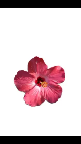 #تسريحات ـ شعر ـ للشعر ـ الكيرلي 🌺  ادعموني بليز ابغا اوصل 100 متابع بليز 🌺🌷
