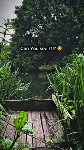 Can You see it!? 😨 How it's possible? #unbelievable #can #you #see #it #canyouseeit #nature #naturevibes #naturelove #naturelover #naturephotography #animal #animalsoftiktok #animales #creature #what #madness #creepypasta #crocodile #attack #hidden #find #findit #see #noway #madness #what #? #noway #sea #forest #bush #stones #family #familytime #FamilyFun #tiktok #follow #share #like #Love #loveit #likeit #followme #content #contentcreator #search #saw #play #game #playwithlife #playwithme #demon #evil #demons #AttackOnTitan #help #run #runaway #please #viral #walk #night #nightwalk #naturephotography #animal #animalsoftiktok #animales #creature #what #madness #creepypasta #crocodile #hidden #see #noway #madness #find #findit #seeit #what #? #noway #sea #forest #bush #stones #family #familytime #familyfun #tiktok #follow #share #like #Love #loveit #ikeit #followme #content #contentcreator #findit #search #saw #play #game #playwithlife #playwithme #ghost #ghostface #god #devil #hell #creep #scary #darkness #dark #darksouls #soul #guess #bear #snake #trolley