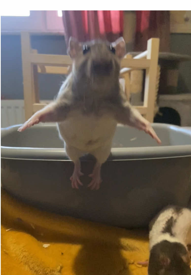 I cannot with the diving pose 🤣🤣🤣 #ratsarepetstoo #ratsoftiktok #ratsareawesome #rats #rat #ratcare #rescuerats #rescue #foryoupage #fyp #ratmum #girlrats #enrichment #freeroam #ratjump 