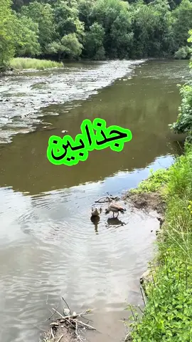 جذابين  جذابين … لا كضهم وفه ولا مستحه ولا دين… 😥 #جذابين #لا #كضهم  #وفه #و #لا #مستحه #ولا #دين #😥 #😌 #الزمن_الجميل #العراق🇮🇶 #المانيا🇩🇪 #عراقية #اغاني_عراقيه #عراقيه❤وافتخر😌✌🇮🇶 #fyp #foryoupage❤️❤️ 